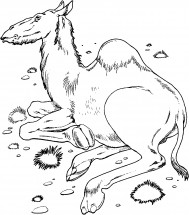 Взрослый верблюд - раскраска					№1111