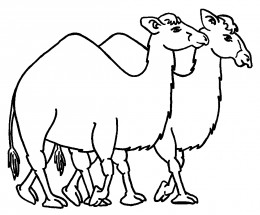Два верблюда - раскраска					№1112