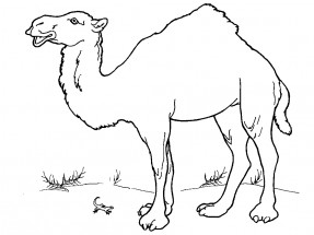 Молодой верблюд - раскраска					№1115