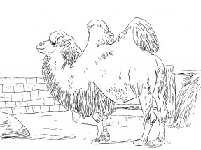 Мохнатый верблюд - раскраска					№1116