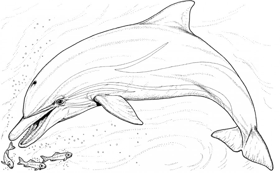 Дельфин и маленькие рыбки - раскраска №1137