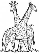 Два жирафа - раскраска					№1178