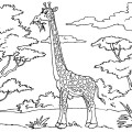 Жираф в дикой природе - раскраска №1179