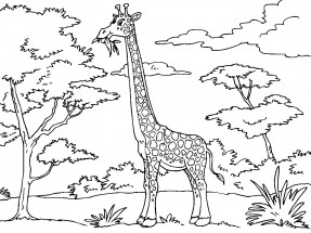 Жираф в дикой природе - раскраска					№1179