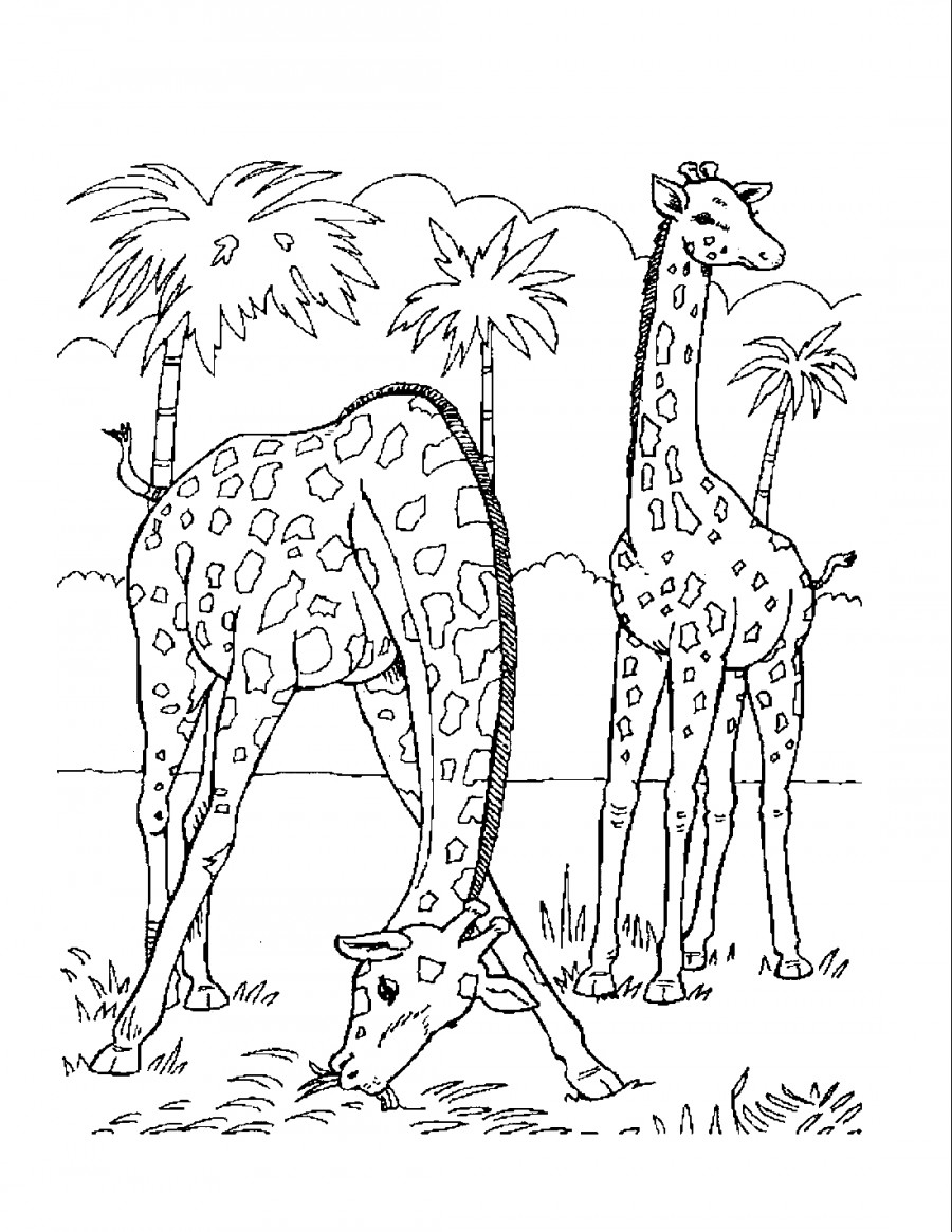Жирафы кушают траву - раскраска №1190