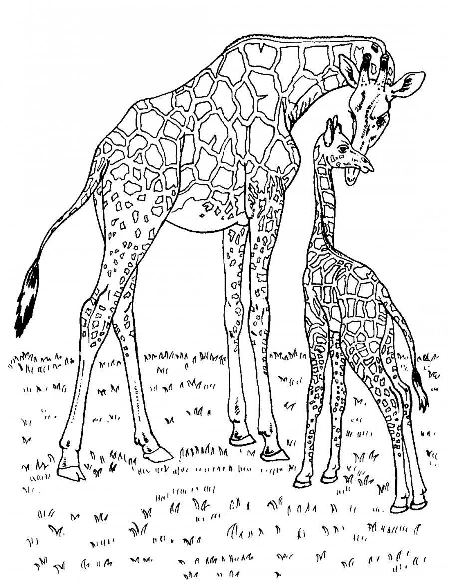 Мама и жирафенок - раскраска №1191