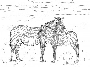 Две зебры - раскраска					№1195