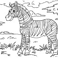 Зебра в дикой природе - раскраска №1197