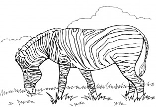 Зебра кушает траву - раскраска					№1202