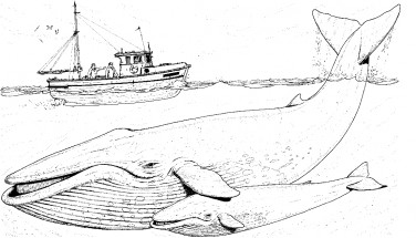 Киты и корабль - раскраска					№1311