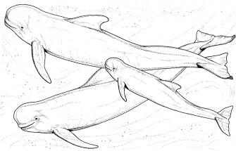 Семья китов - раскраска					№1324