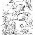 Лебеди с лебеденком - раскраска №2129