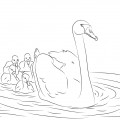 Мама лебедь - раскраска №1349