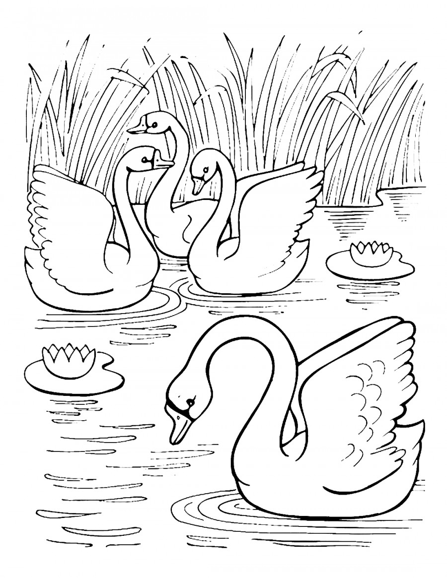 Много лебедей - раскраска №3971
