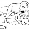 Лев рычит - раскраска №10852
