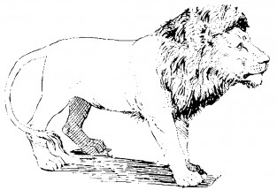 Симпатичный лев - раскраска					№10267