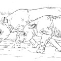 Носорог с блокнотом - раскраска №8675