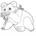 Панда ест траву - раскраска №2084