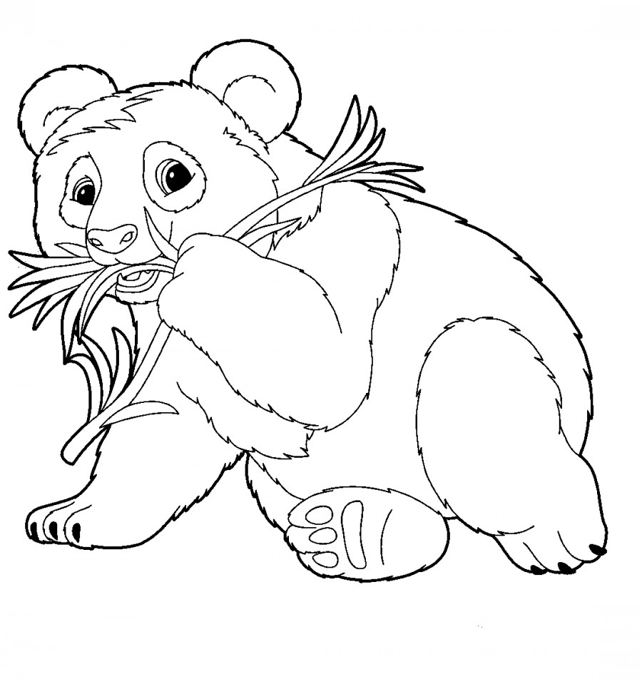 Панда ест траву - раскраска №2084