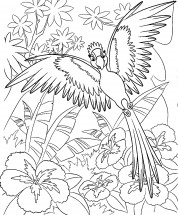 Попугай в джунглях - раскраска					№5903