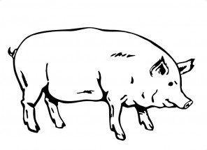 Свинья как настоящая - раскраска					№2287