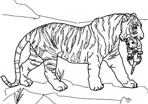 Тигр несет тигренка - раскраска					№10082