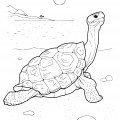 Черепаха на берегу водоема - раскраска №3066