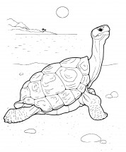 Черепаха на берегу водоема - раскраска					№3066