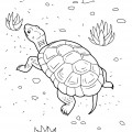 Черепаха ползает - раскраска №2336