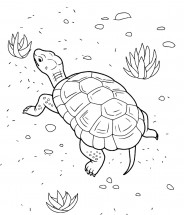 Черепаха ползает - раскраска					№2336