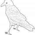 Ворона типичная - раскраска №10143
