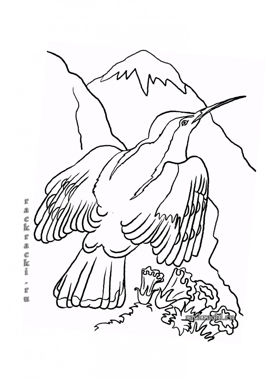 Дятел и горы - раскраска №2033