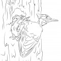 Дятел и птенцы - раскраска №13709