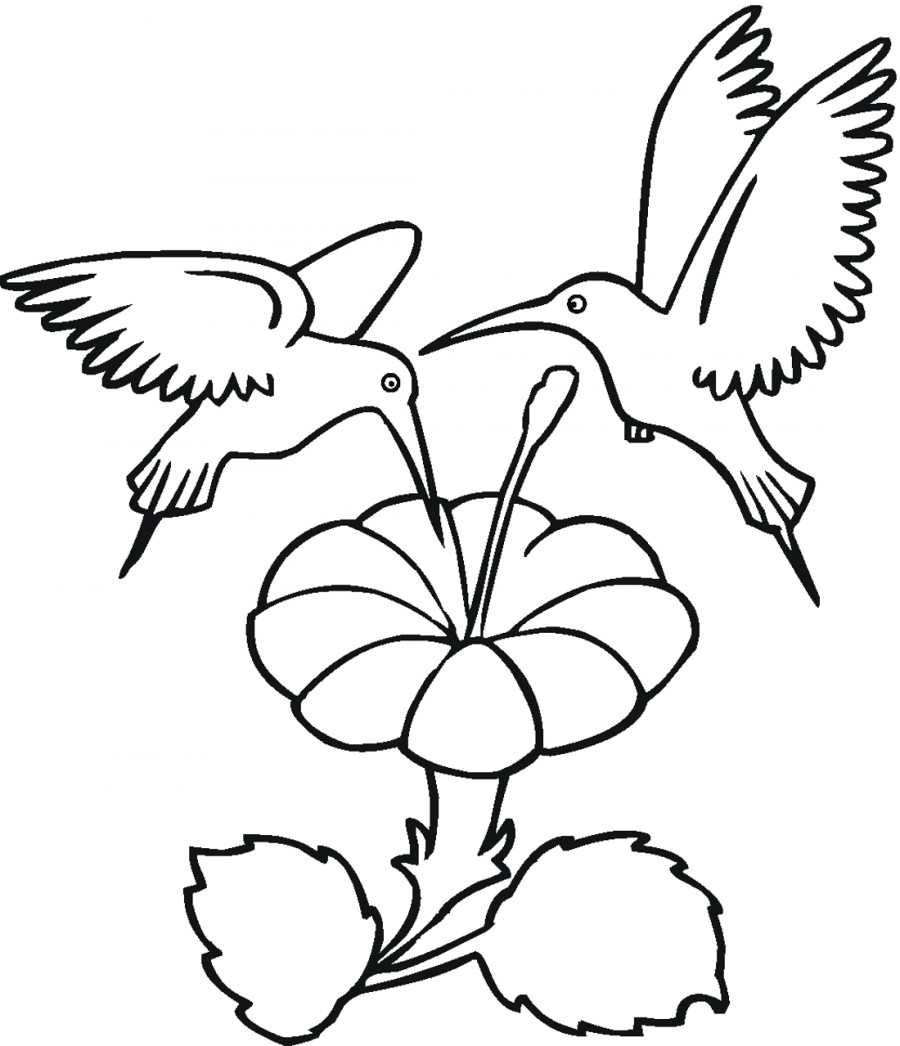 Два колибри и цветок - раскраска №1654