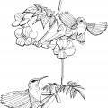 Две птички колибри - раскраска №2219