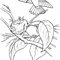 Колибри и птенцы - раскраска №4100
