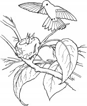 Колибри и птенцы - раскраска					№4100
