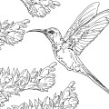 Колибри летит - раскраска №2255