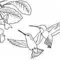 Пара колибри - раскраска №12452