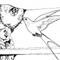 Ласточка с гнездом - раскраска №2121