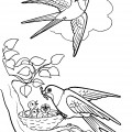 Ласточки и гнездо - раскраска №2215