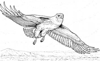 Грустный орел - раскраска					№1684