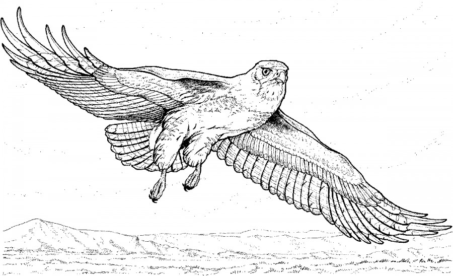 Грустный орел - раскраска №1684
