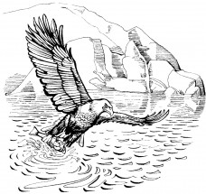Орел ловит рыбу - раскраска					№2790