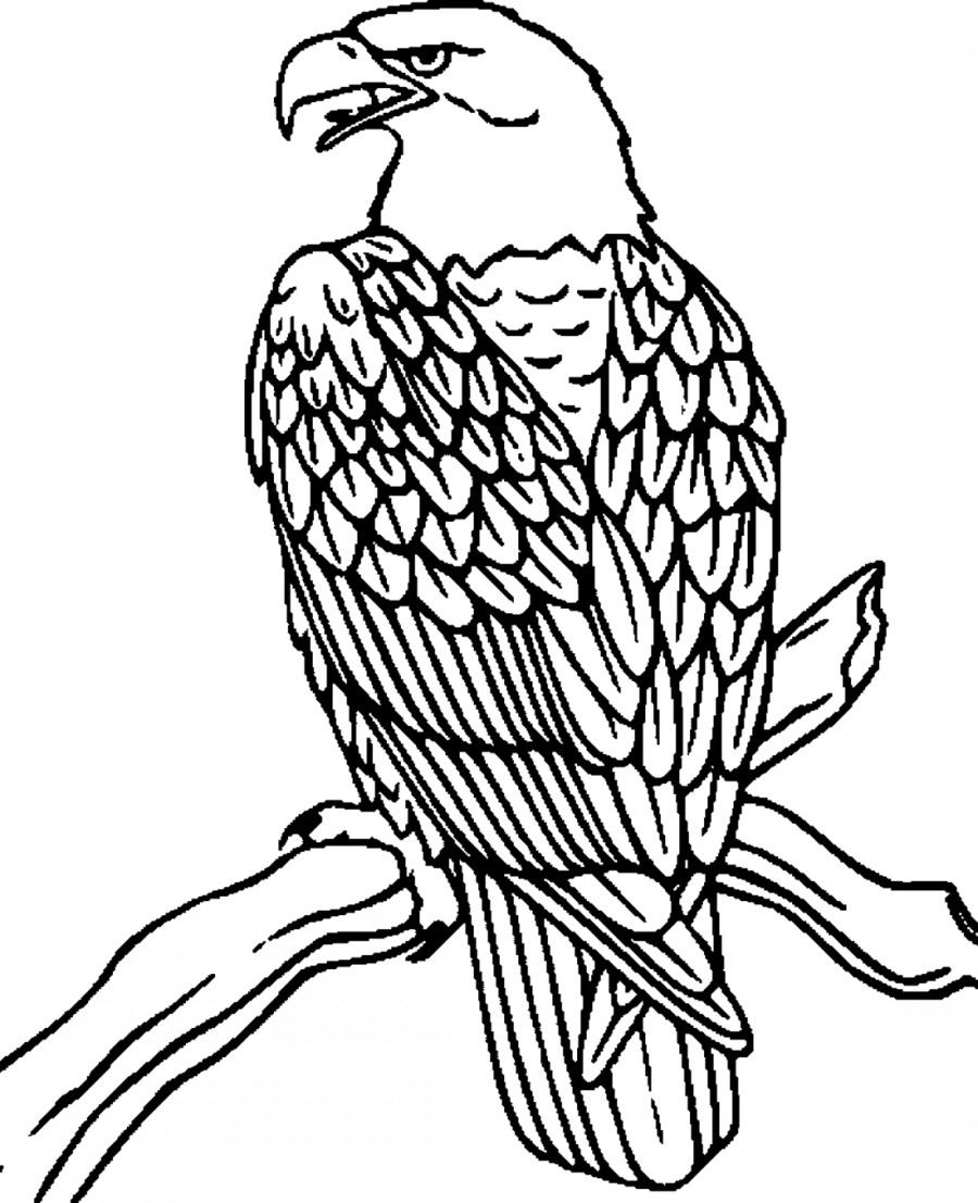 Орел на ветке - раскраска №3206
