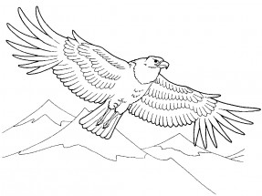 Орел парит в воздухе - раскраска					№3005