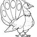 Павлин похож на курицу - раскраска №3954