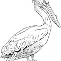 Пеликан настоящий - раскраска №2118