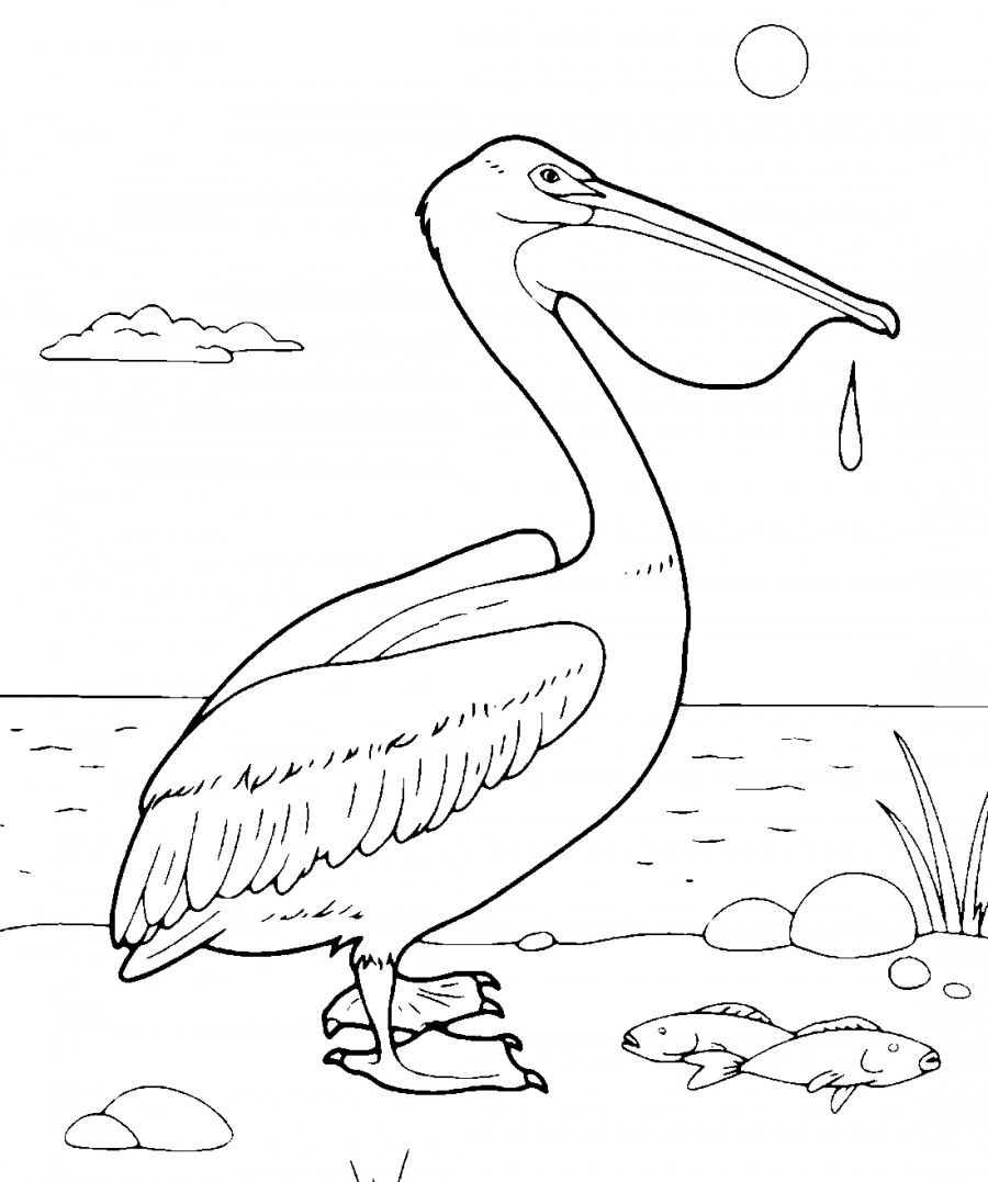Пеликан у моря - раскраска №11925