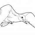 Чайка с крыльями - раскраска №12572